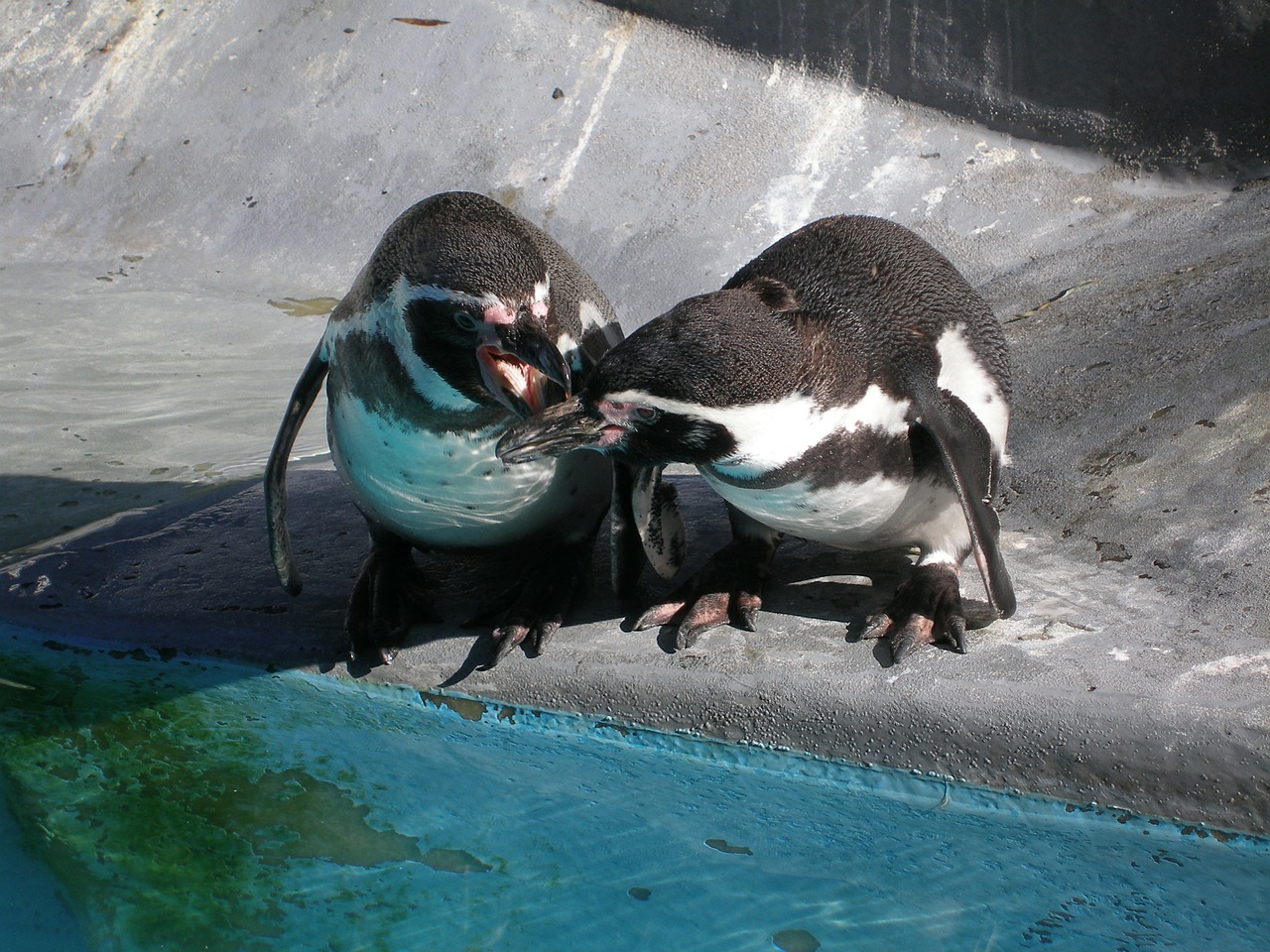 penguins animals water free photo