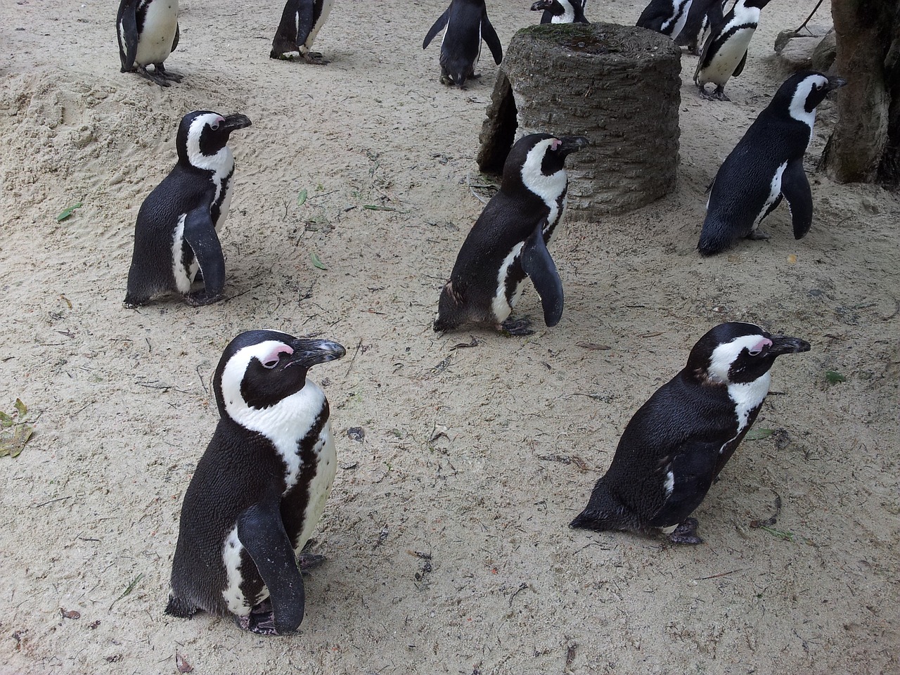 penguins zoo münster free photo