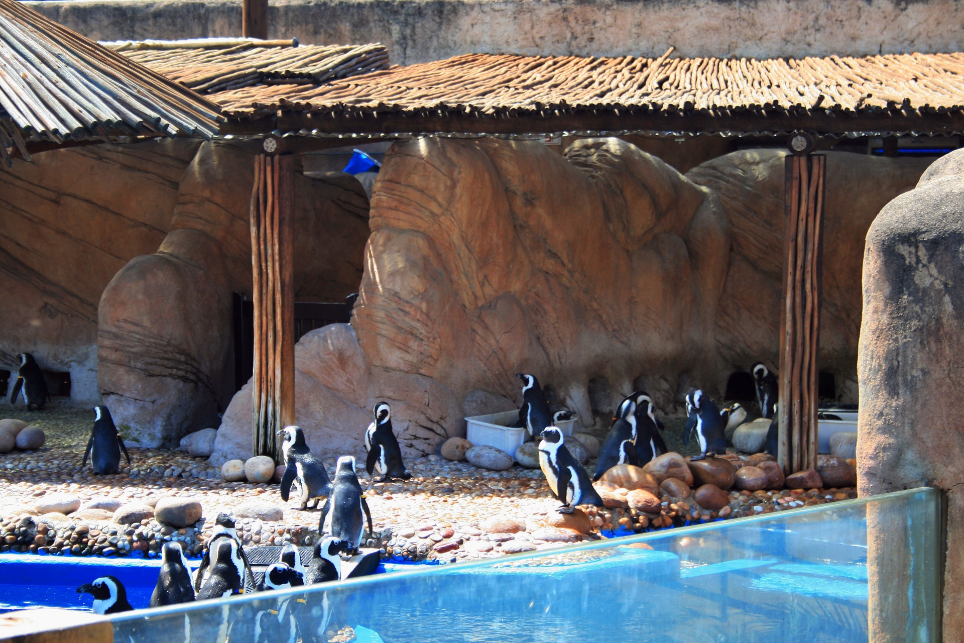 penguins pen sea world free photo