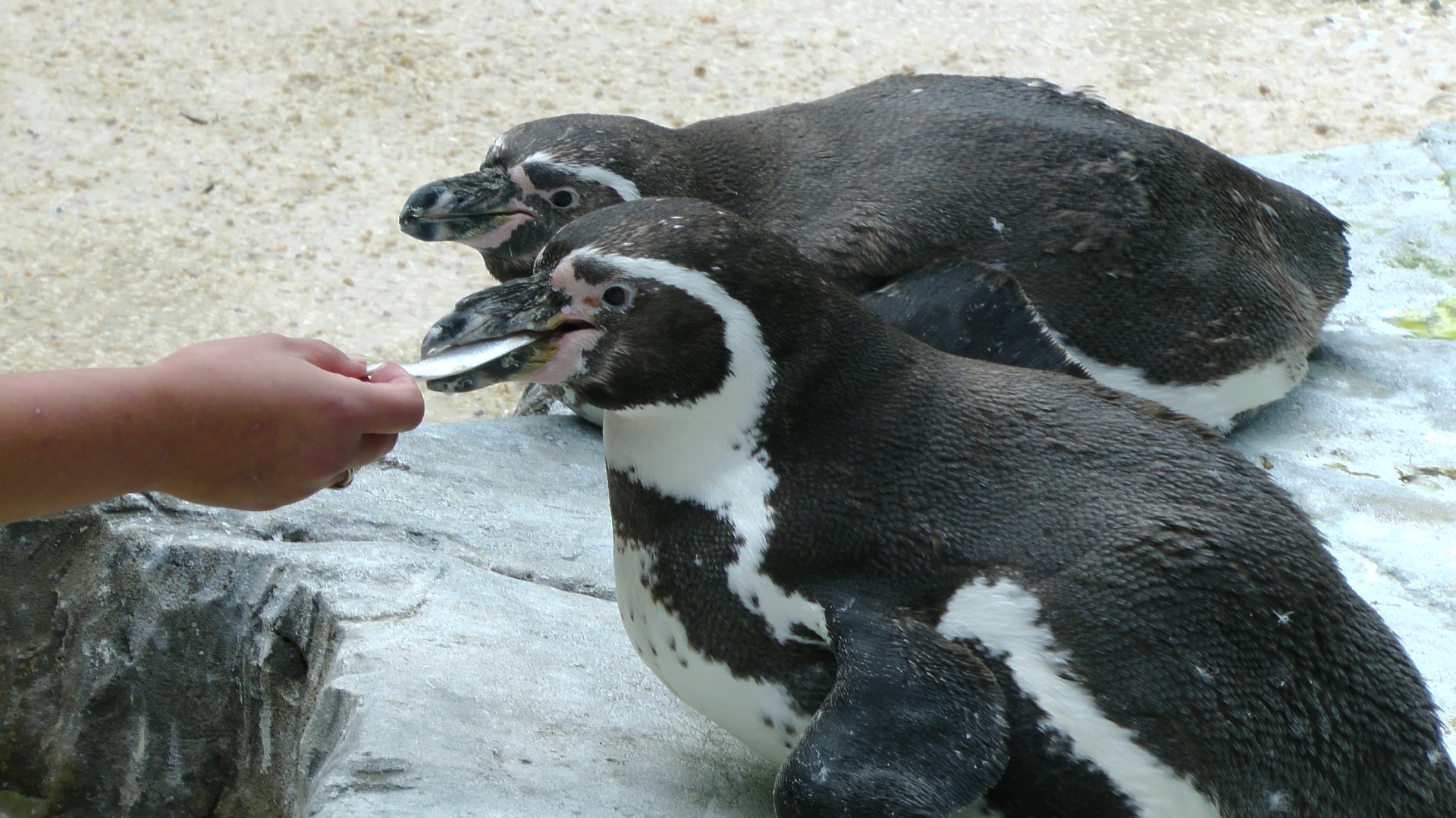 penguin penguins bird free photo