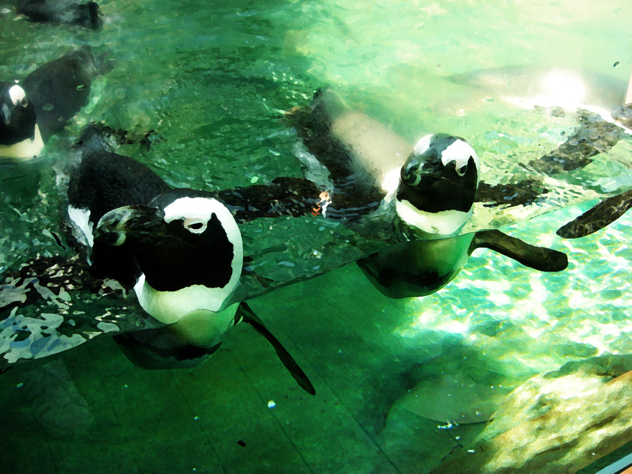 penguin penguins　(animal) free pictures free photo