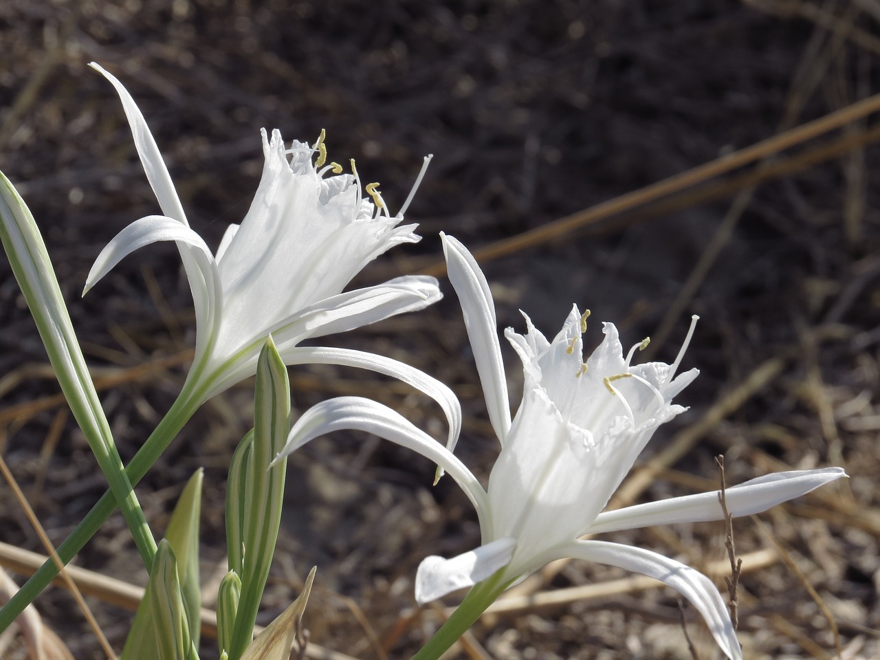 peniscola  reserve of irta  flower dune free photo