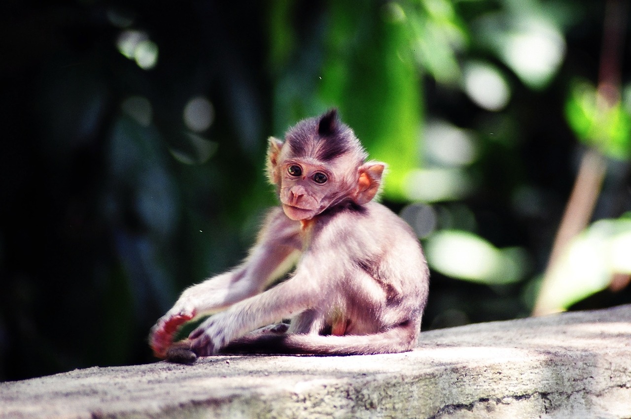 pensive bali monkey free photo