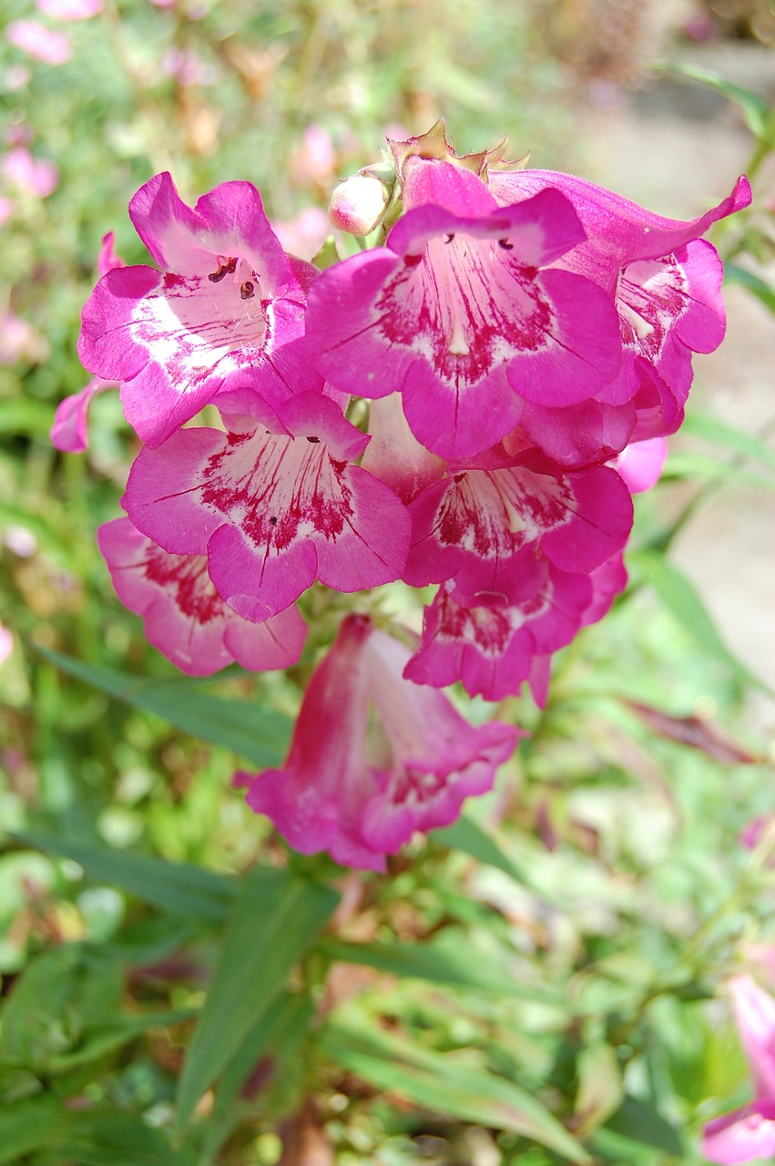 penstemon flower pink free photo