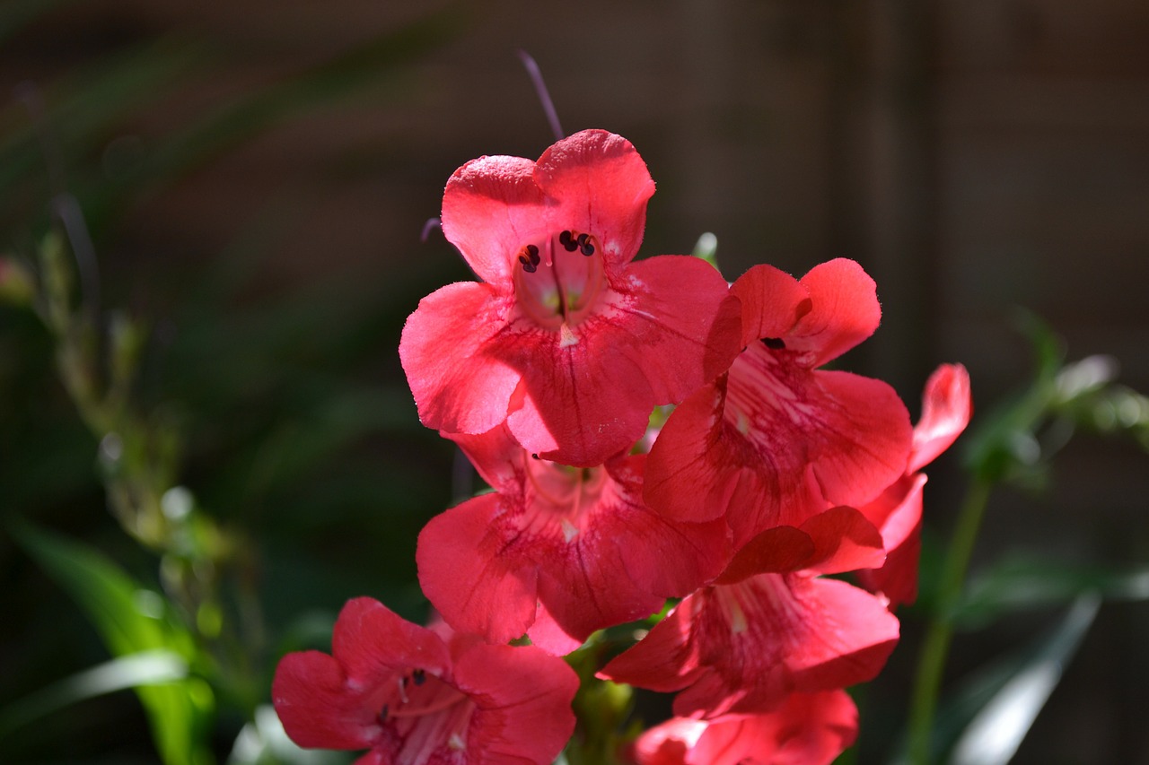 penstemon red trumpet free photo