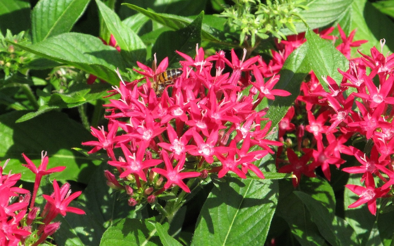 pentas pink blooms free photo