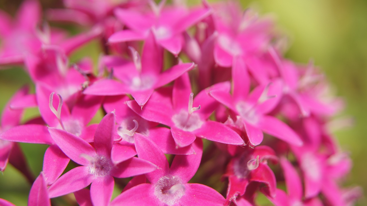 pentas lanceolata  pink  pink flowers free photo