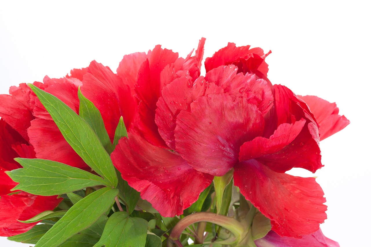 pentecost peony flower free photo