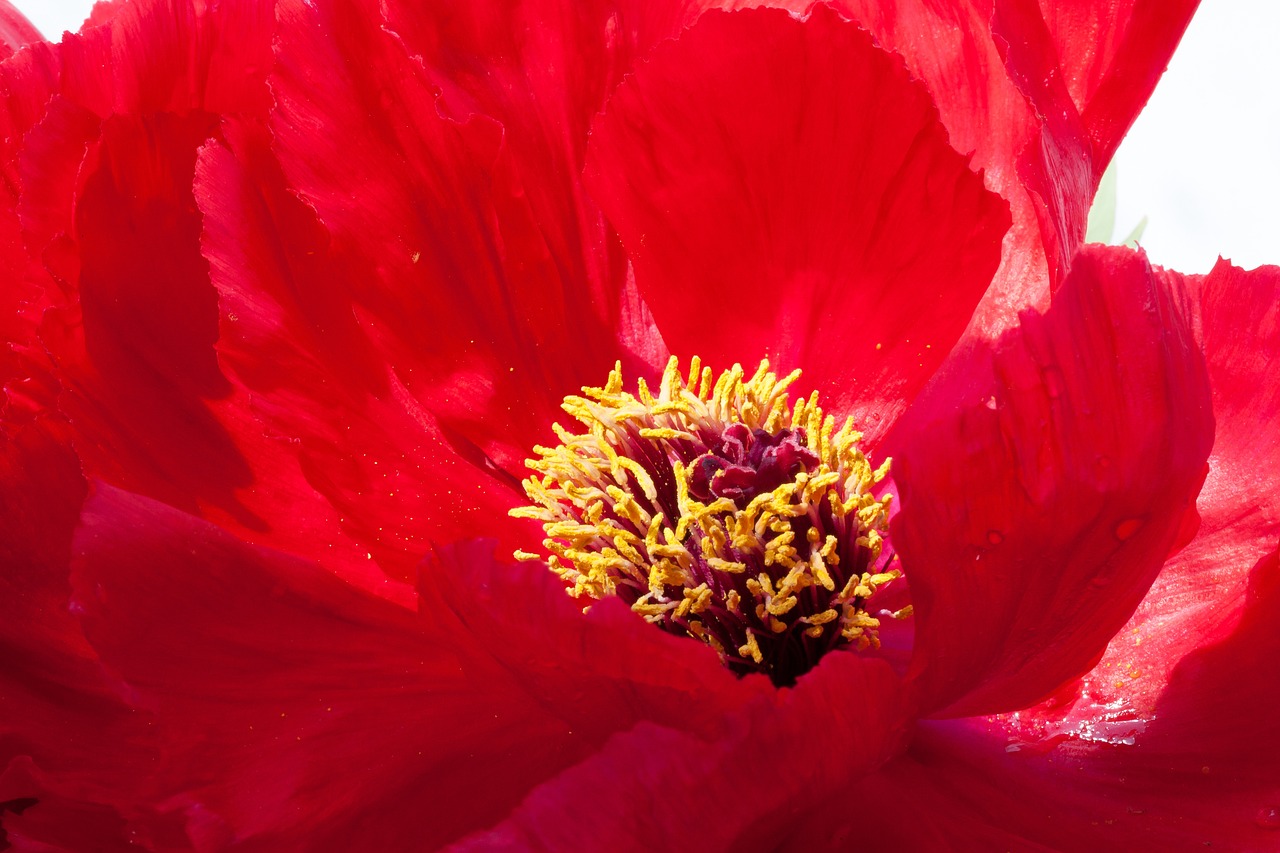 pentecost peony flower free photo