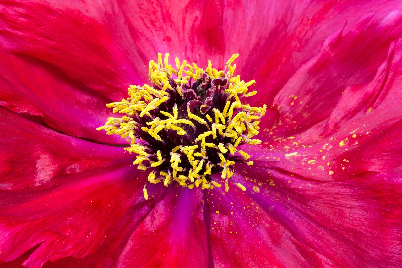 pentecost peony flower free photo