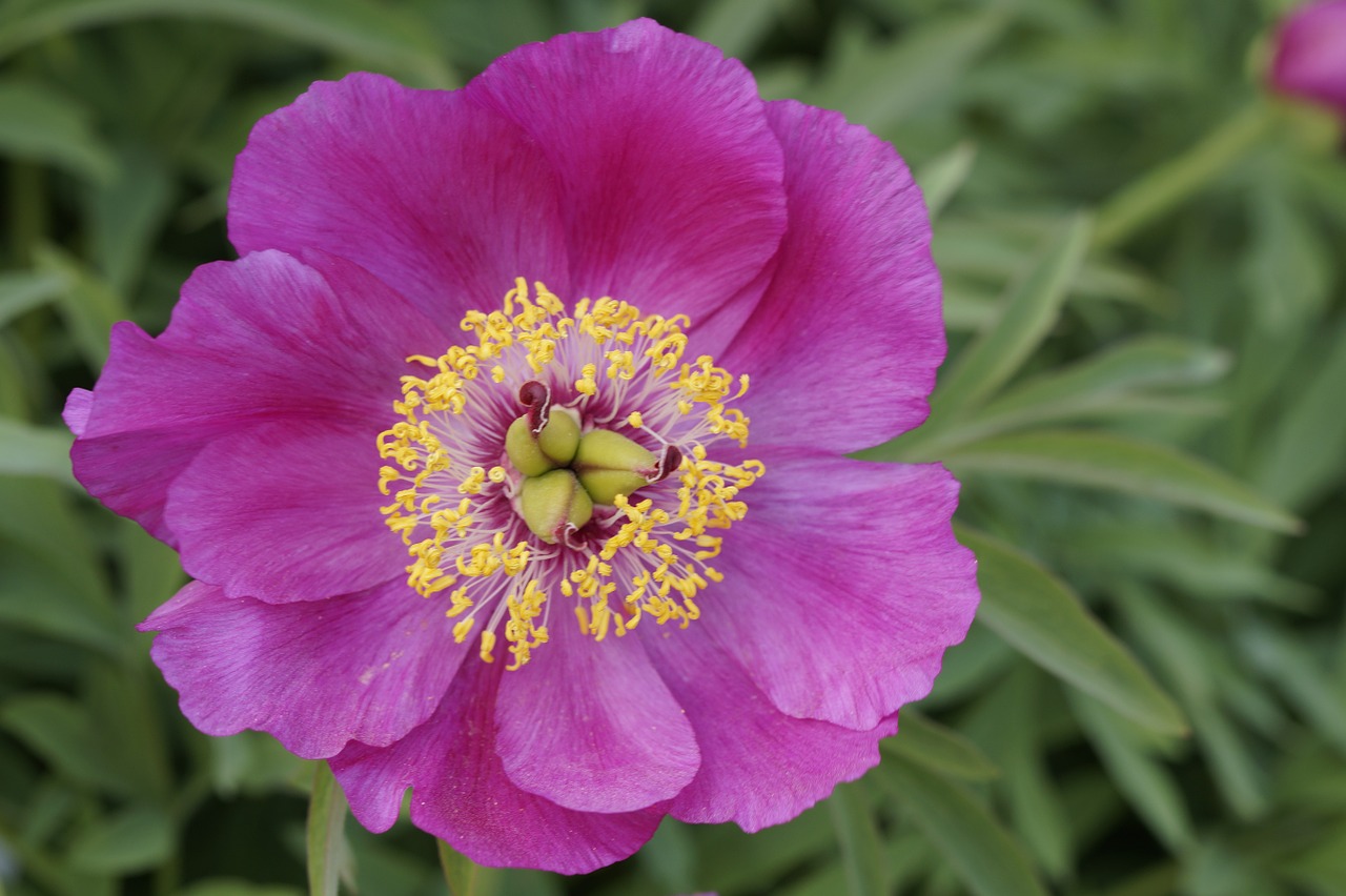 pentecost peony may free photo