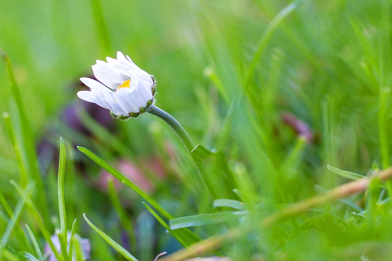 pentecost flower plant free photo