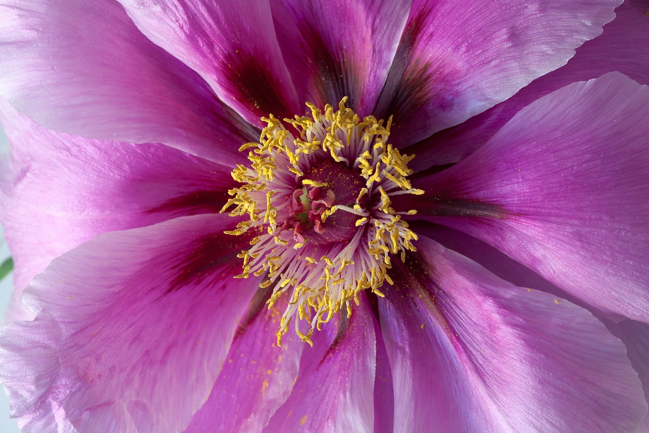 pentecost peony macro free photo