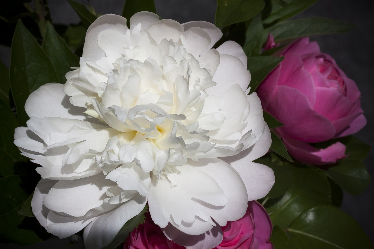 pentecost  peony  rose free photo