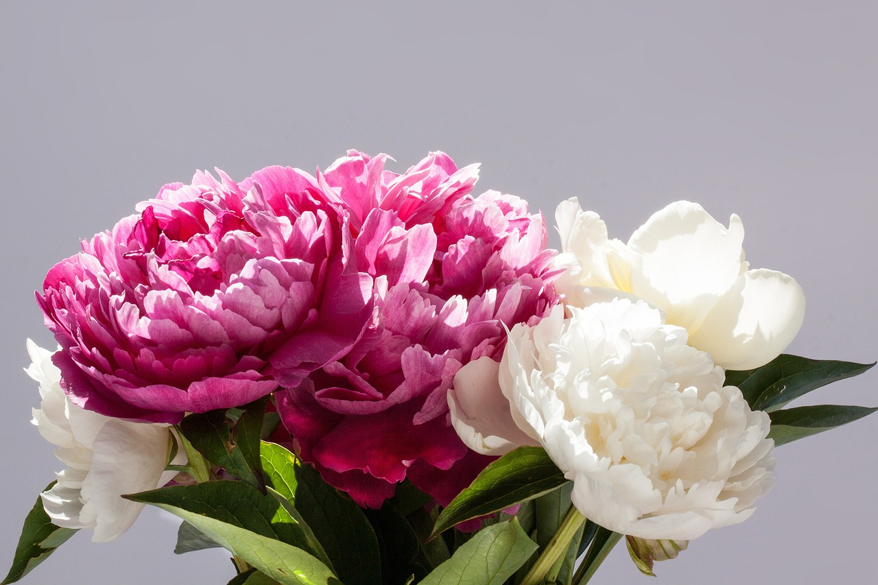 pentecost bouquet peony free photo