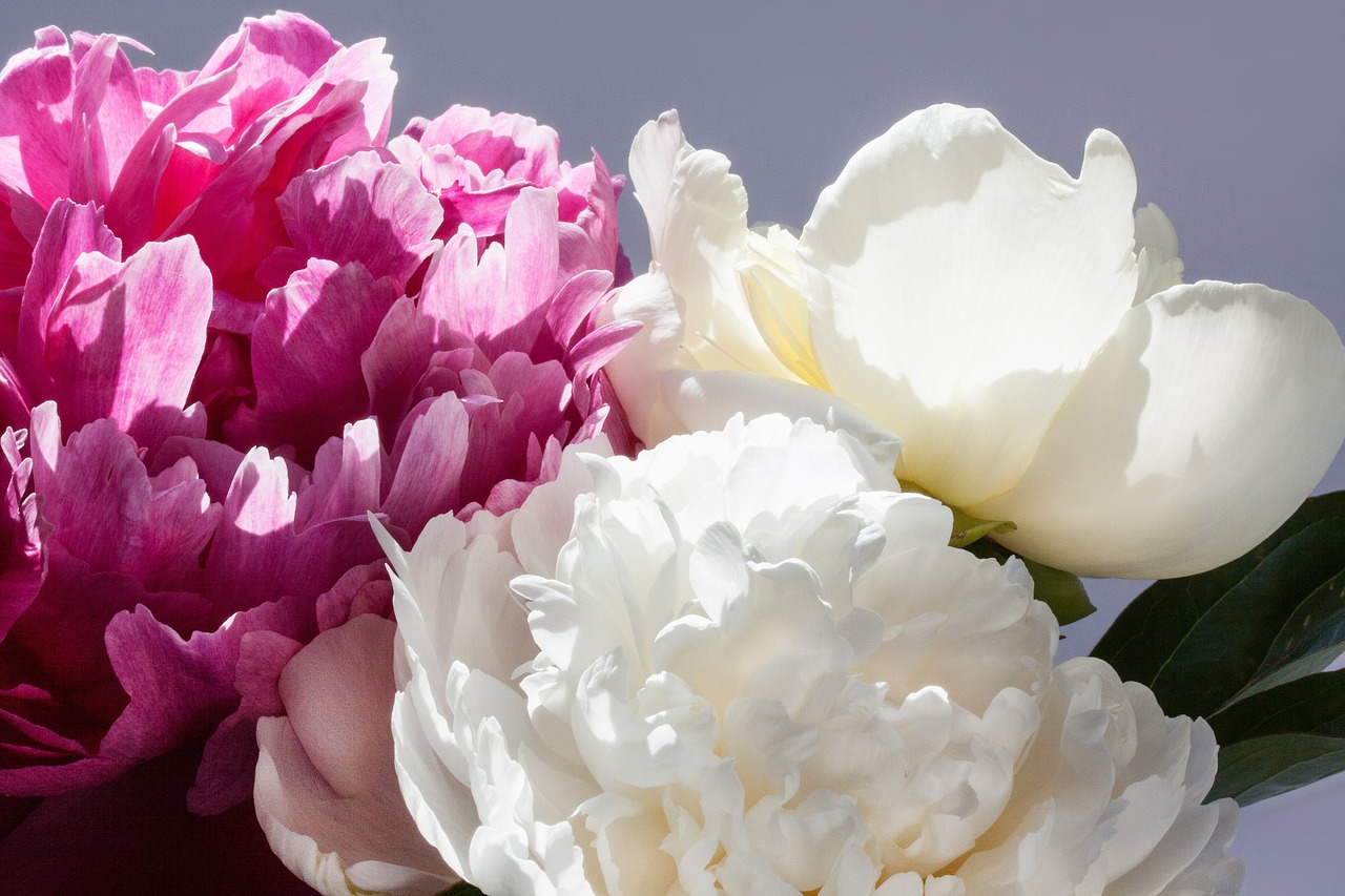 pentecost bouquet peony free photo