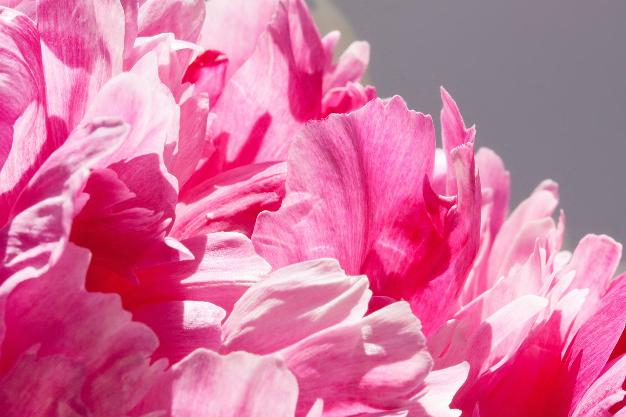 pentecost bouquet peony free photo