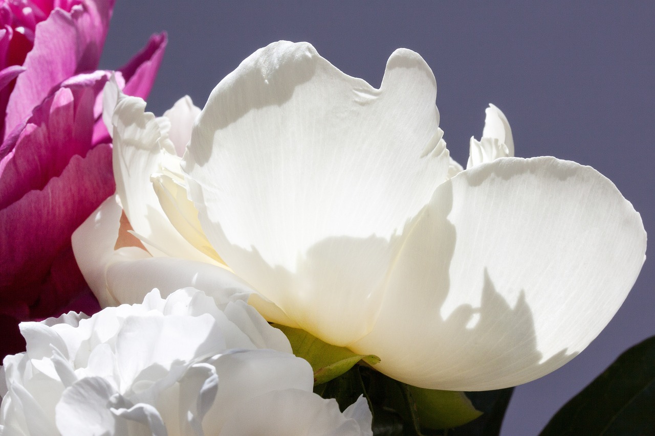 pentecost bouquet peony free photo