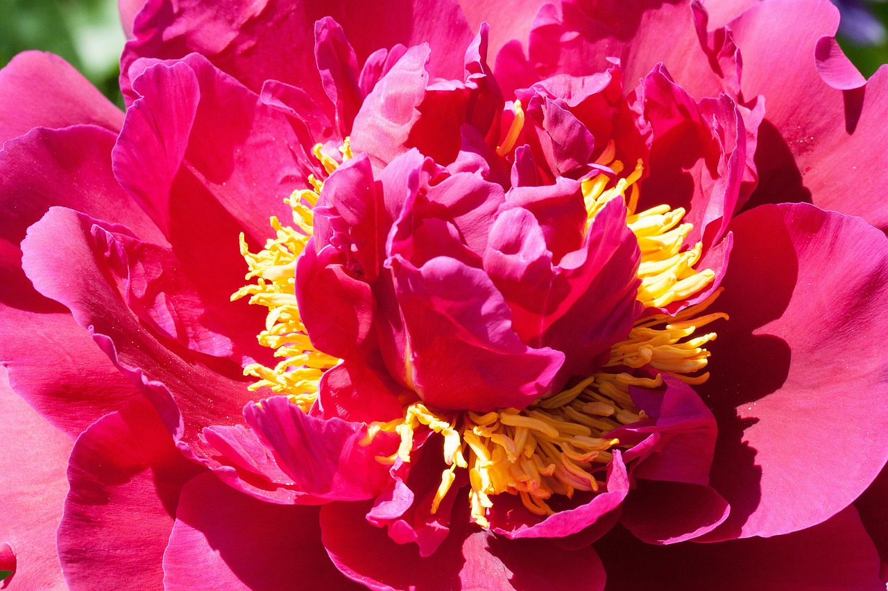 pentecost peony flower free photo