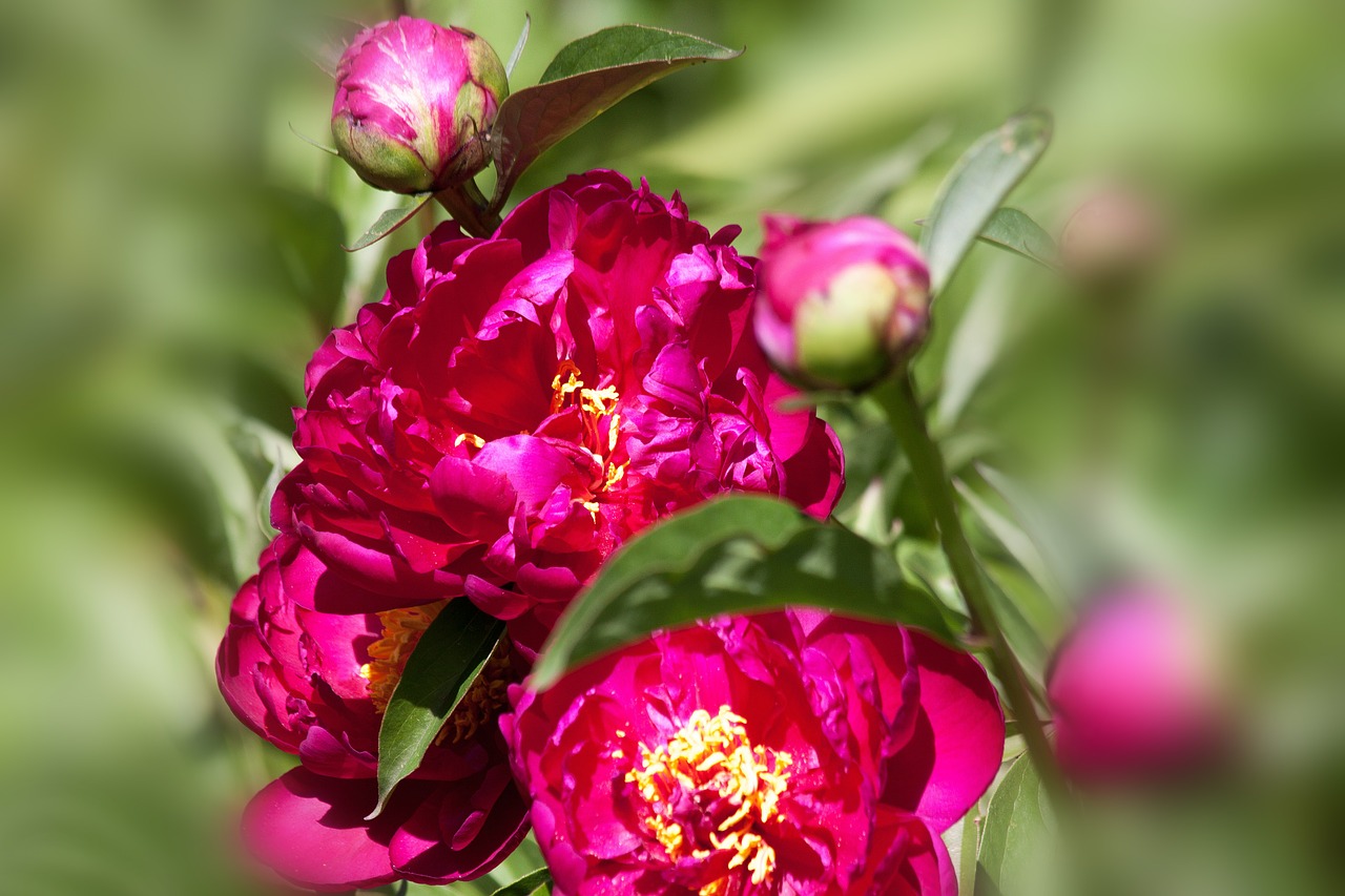 pentecost peony bush free photo