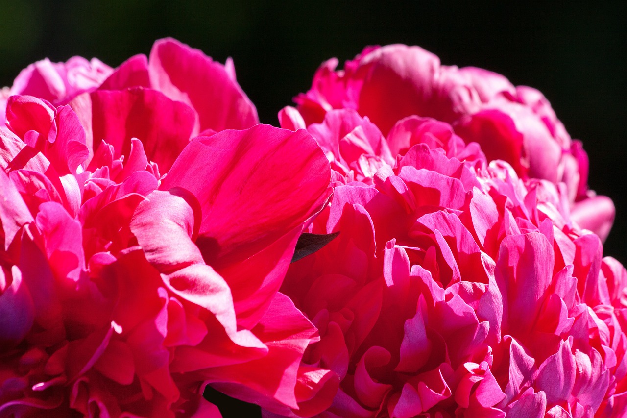 pentecost peony flower free photo