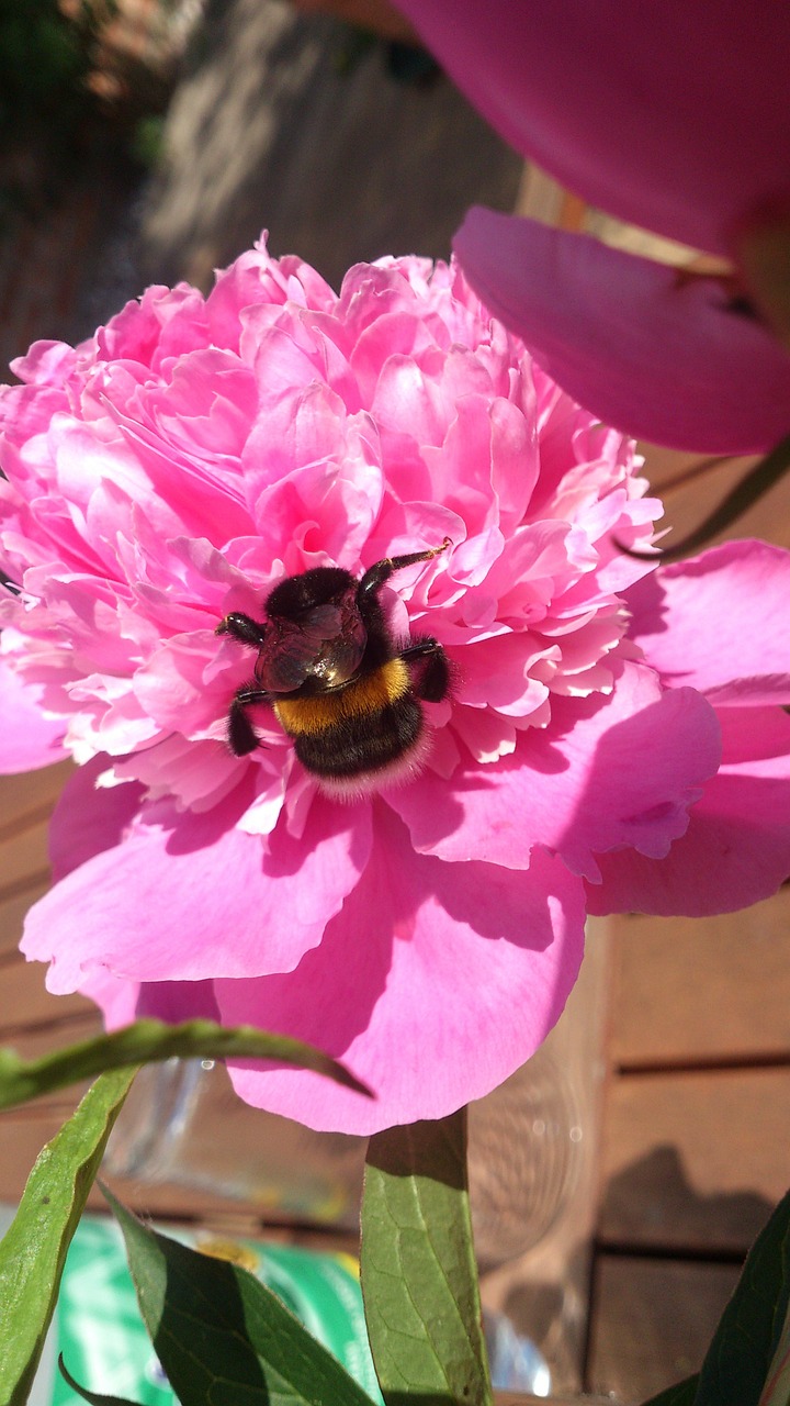 pentecost hummel peony free photo