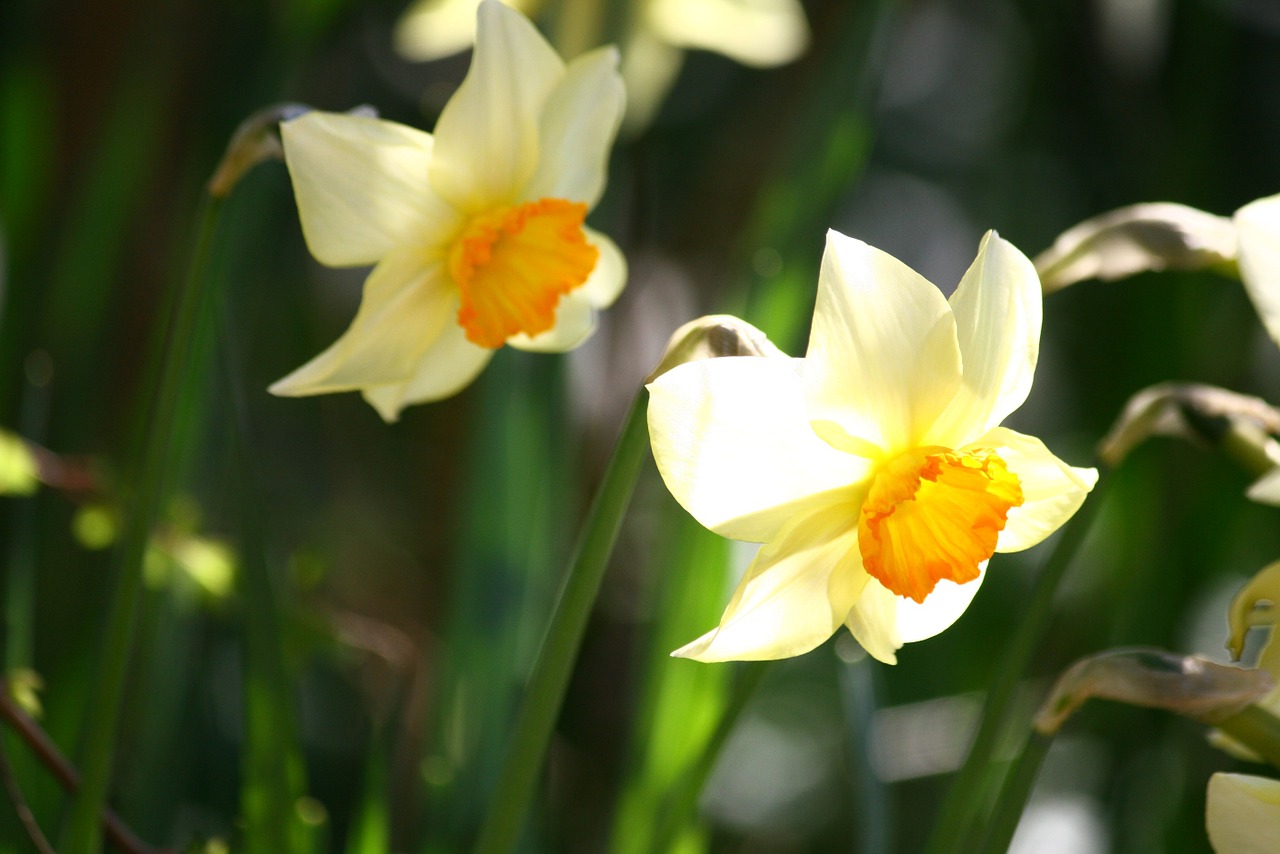 pentecost lilies daffodils easter free photo