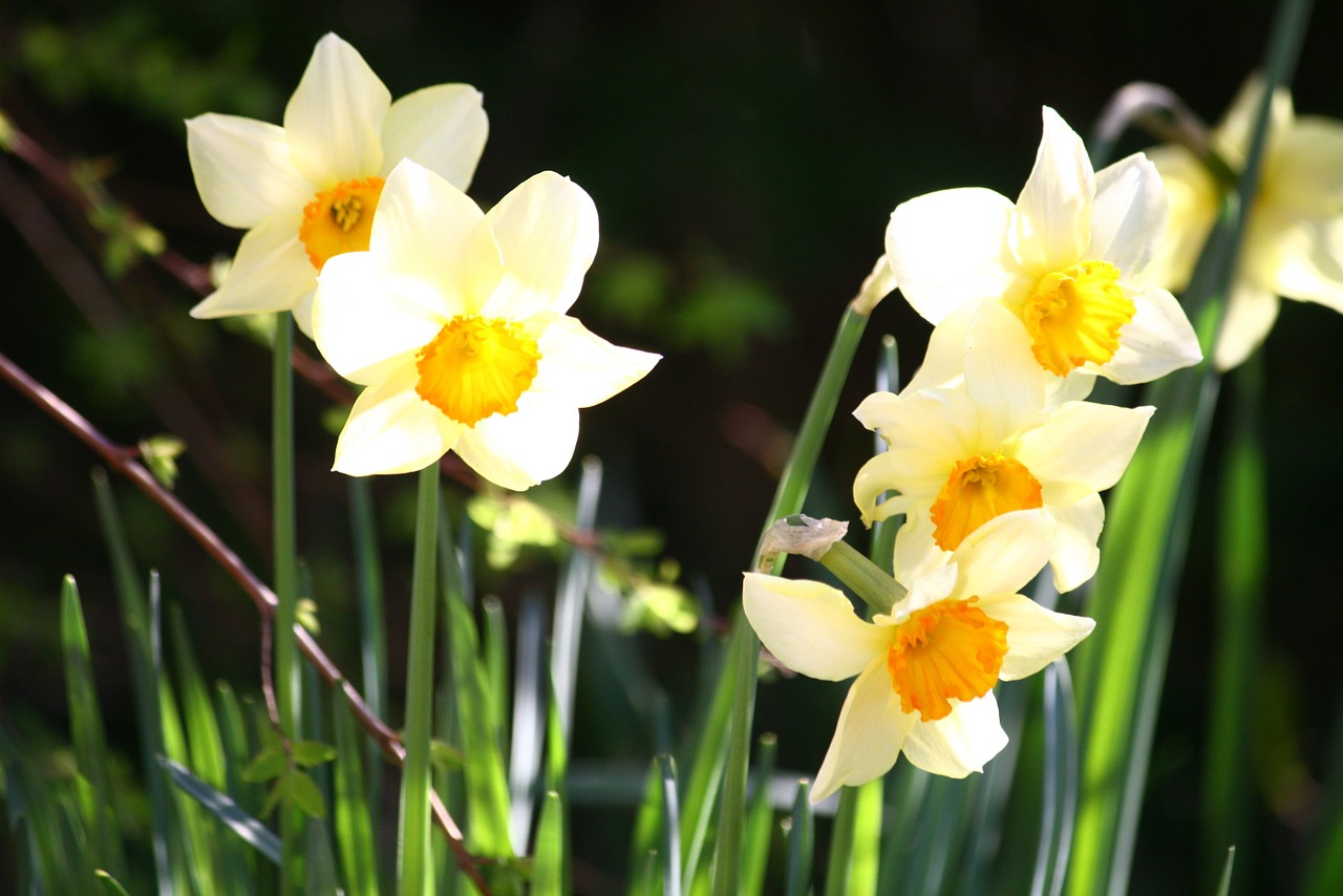 pentecost lilies daffodils easter free photo