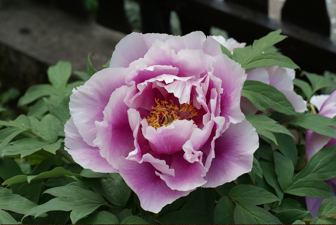 peonie flower garden free photo