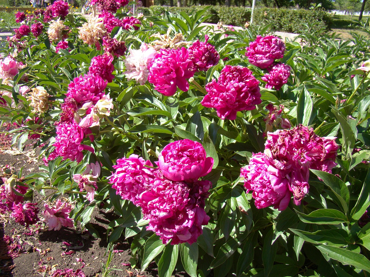 peonies red flower bed free photo