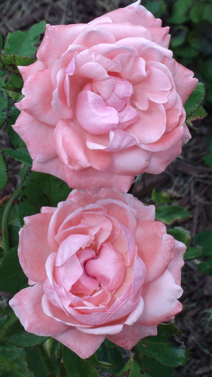 peonies flowers garden free photo