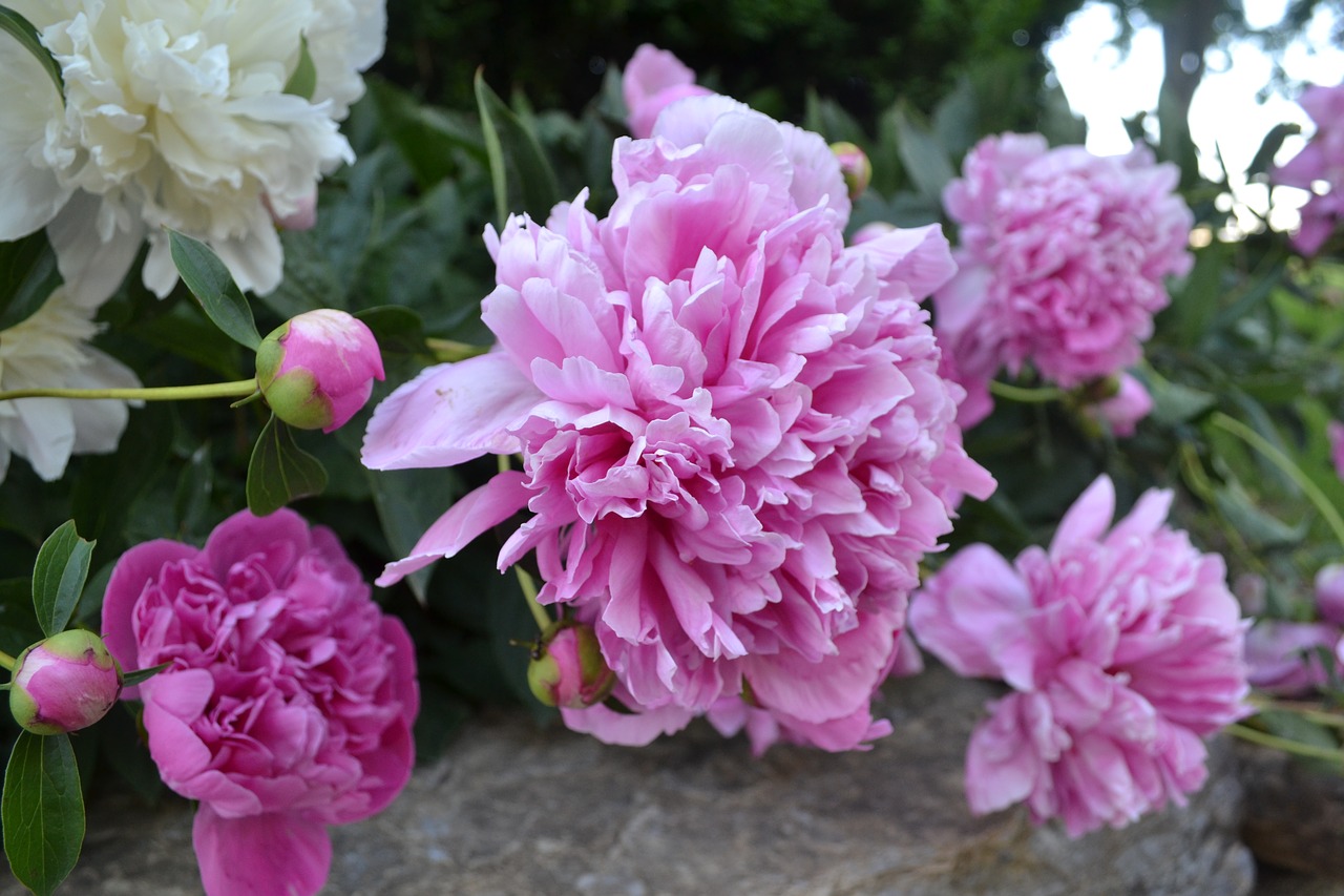 peonies earth day flowers free photo