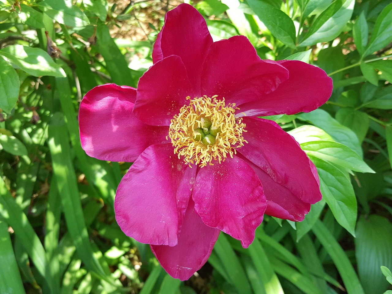 peonies spring garden free photo