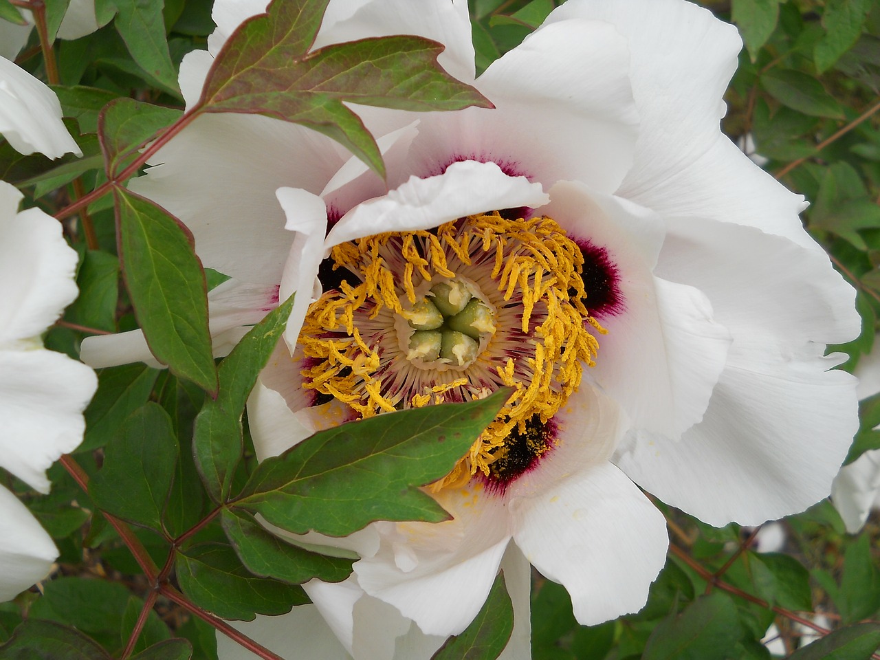 peonies garden flower botanical garden free photo