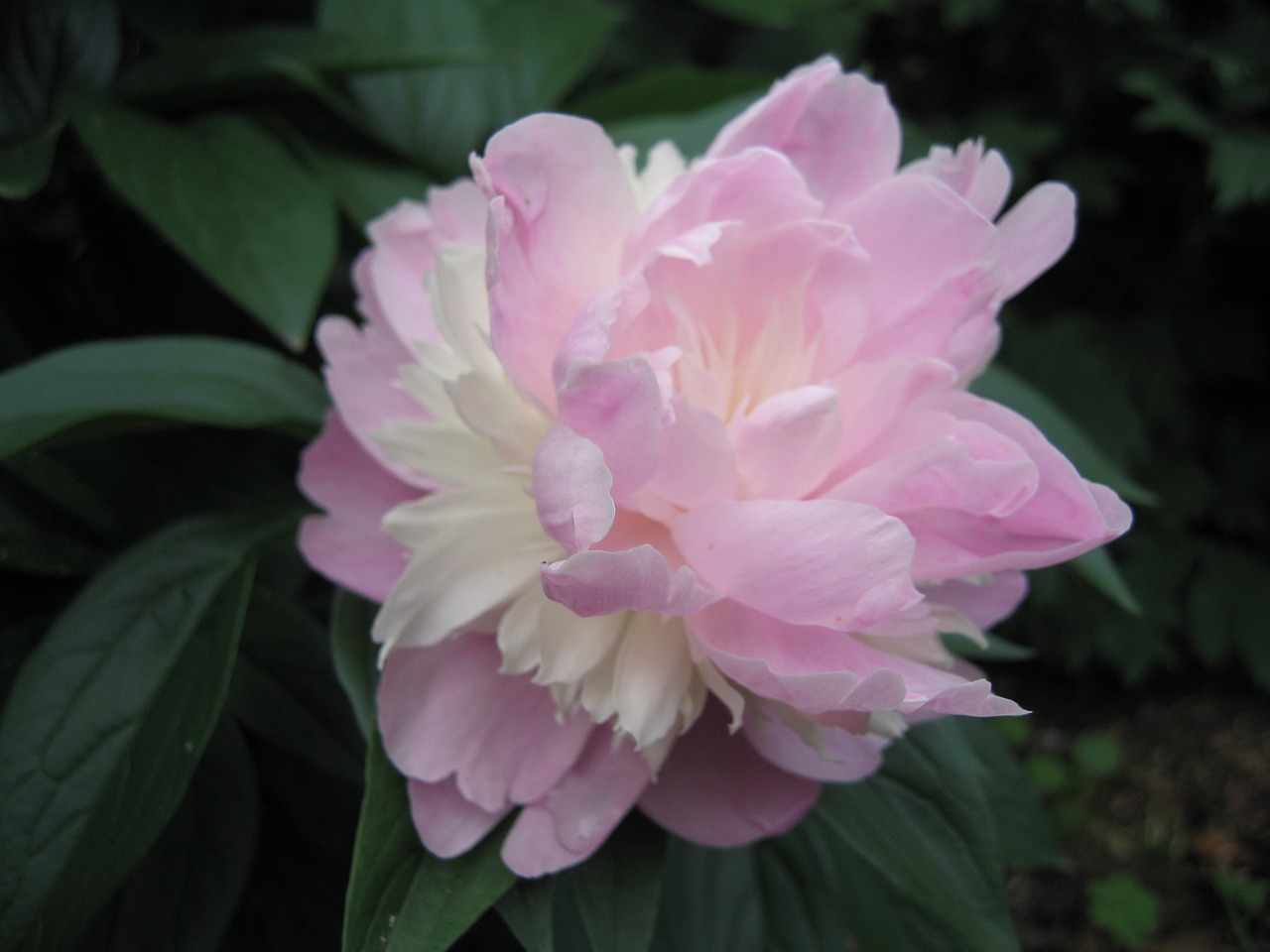 peonies flowers flora free photo