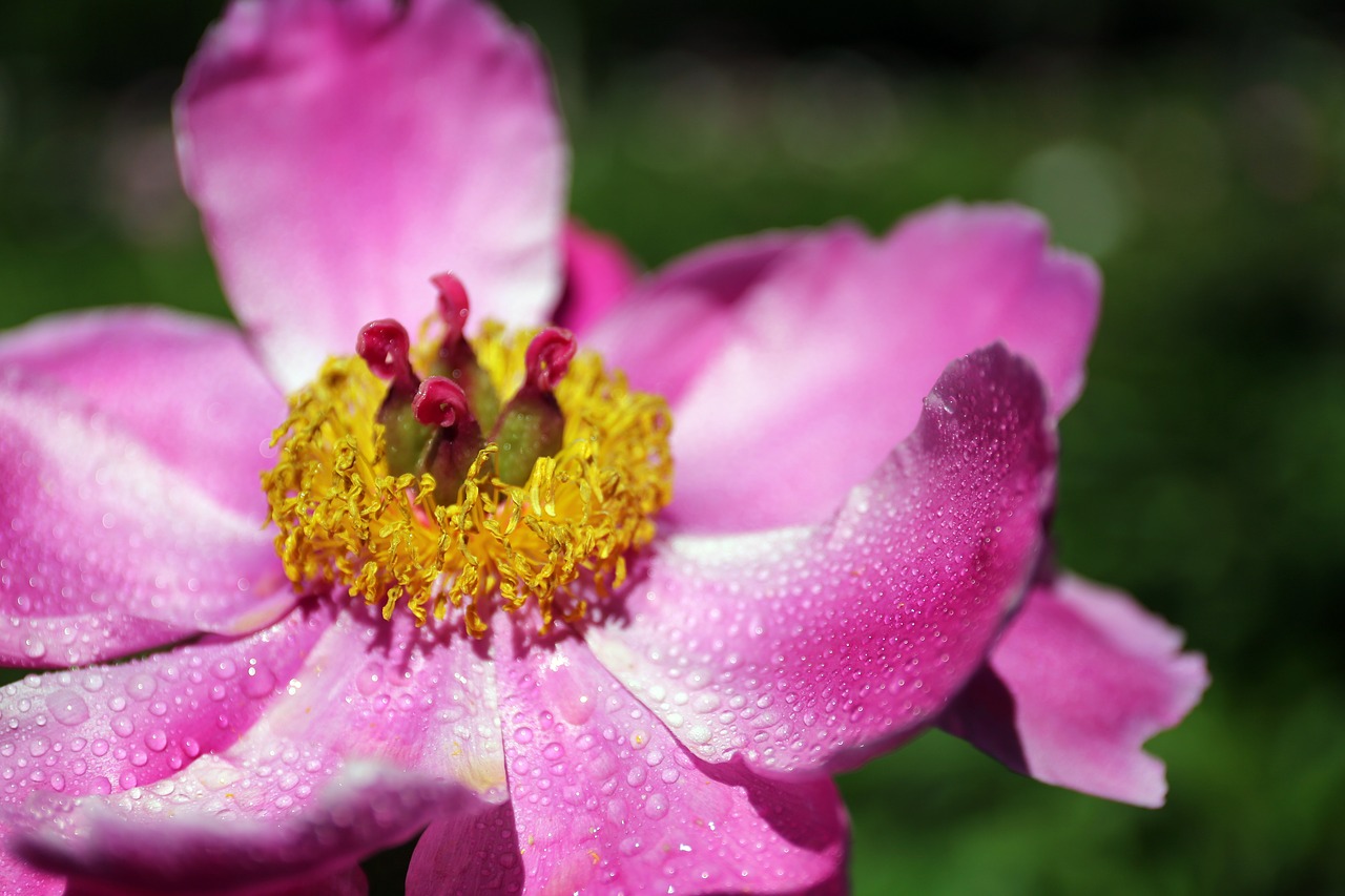 peonies  flowers free pictures free photo