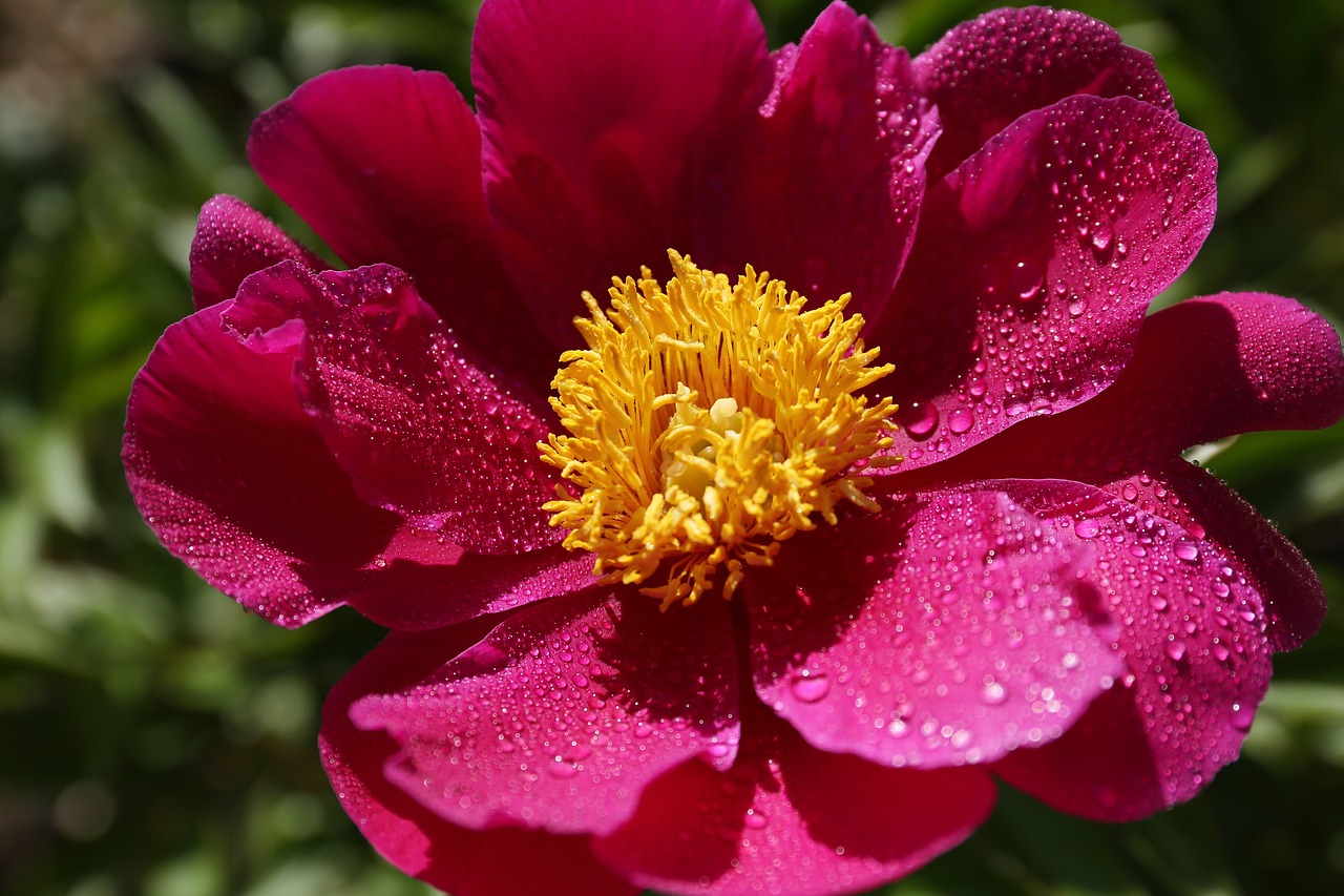 peonies  seoul national university park  rose festival free photo