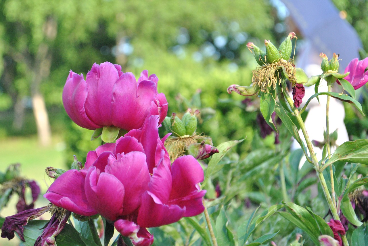 peonies  flowers  nature free photo