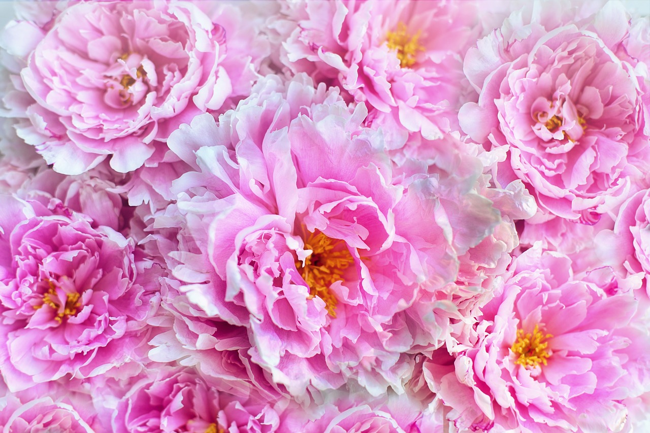 peonies  flowers  background free photo