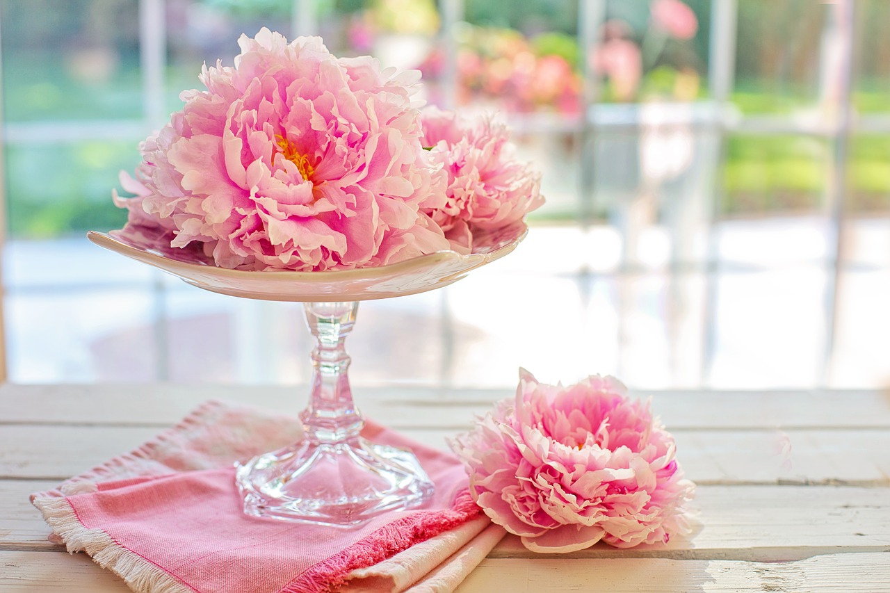 peonies  peony  flowers free photo