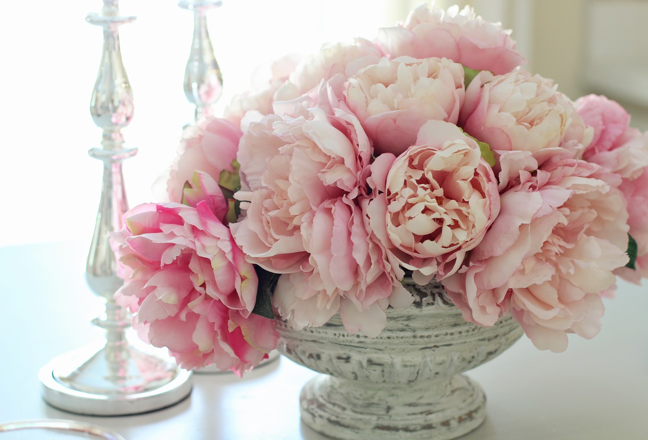 peonies  peony  flowers free photo