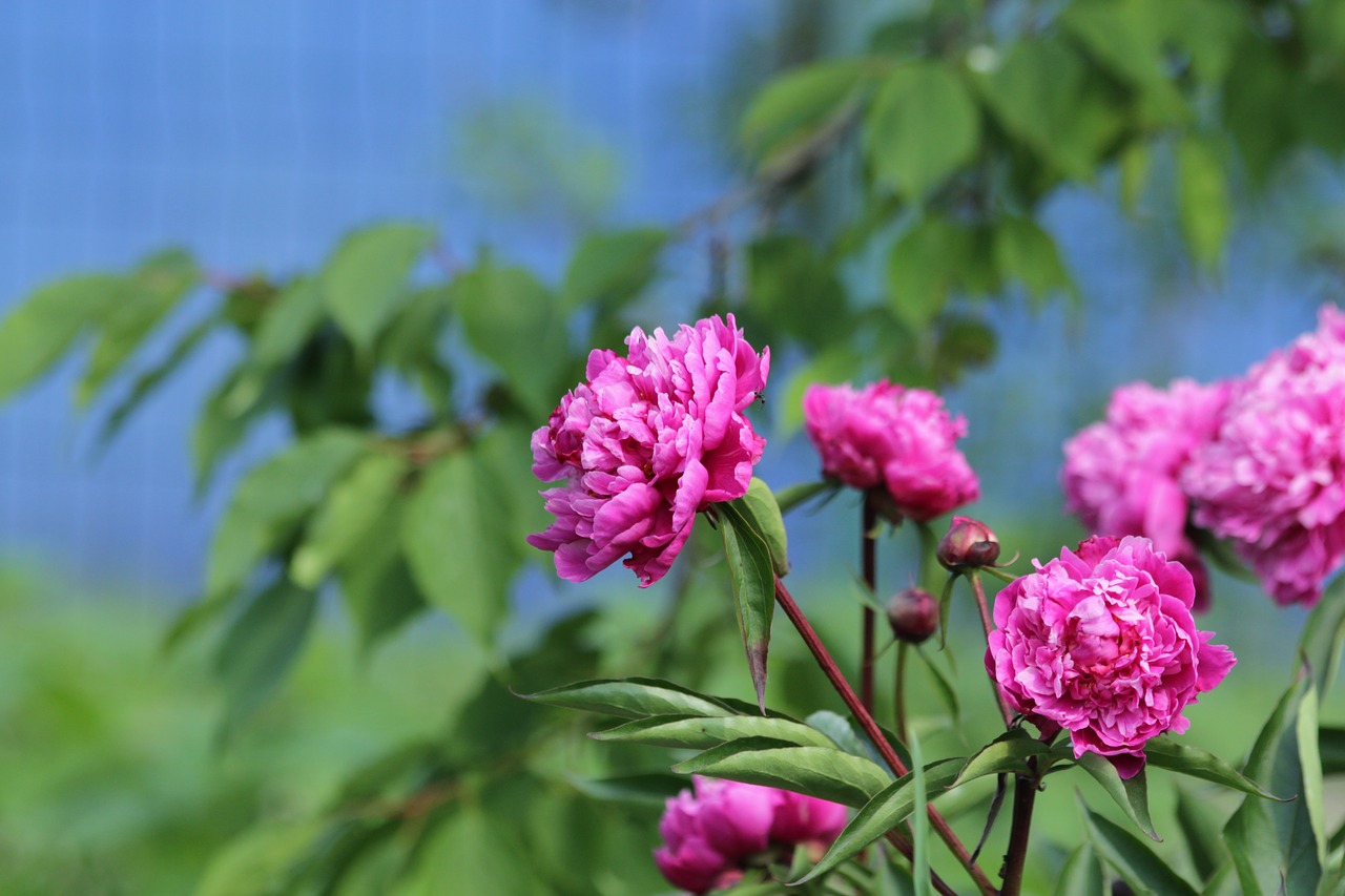 peonies  pink peonies  flowers free photo