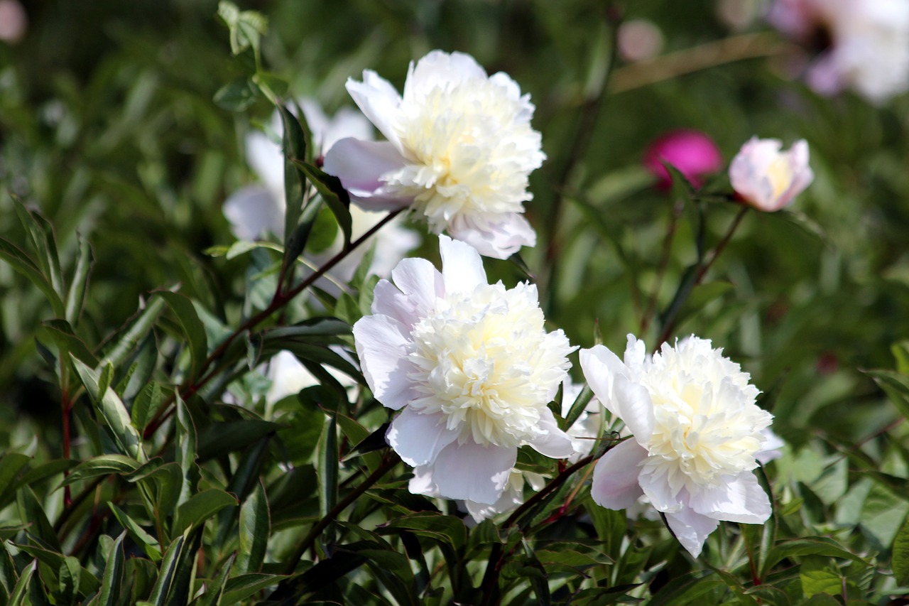 peonies  flowers  bloom free photo