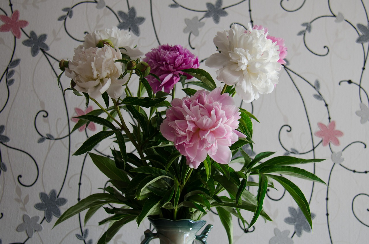 peonies flowers white free photo