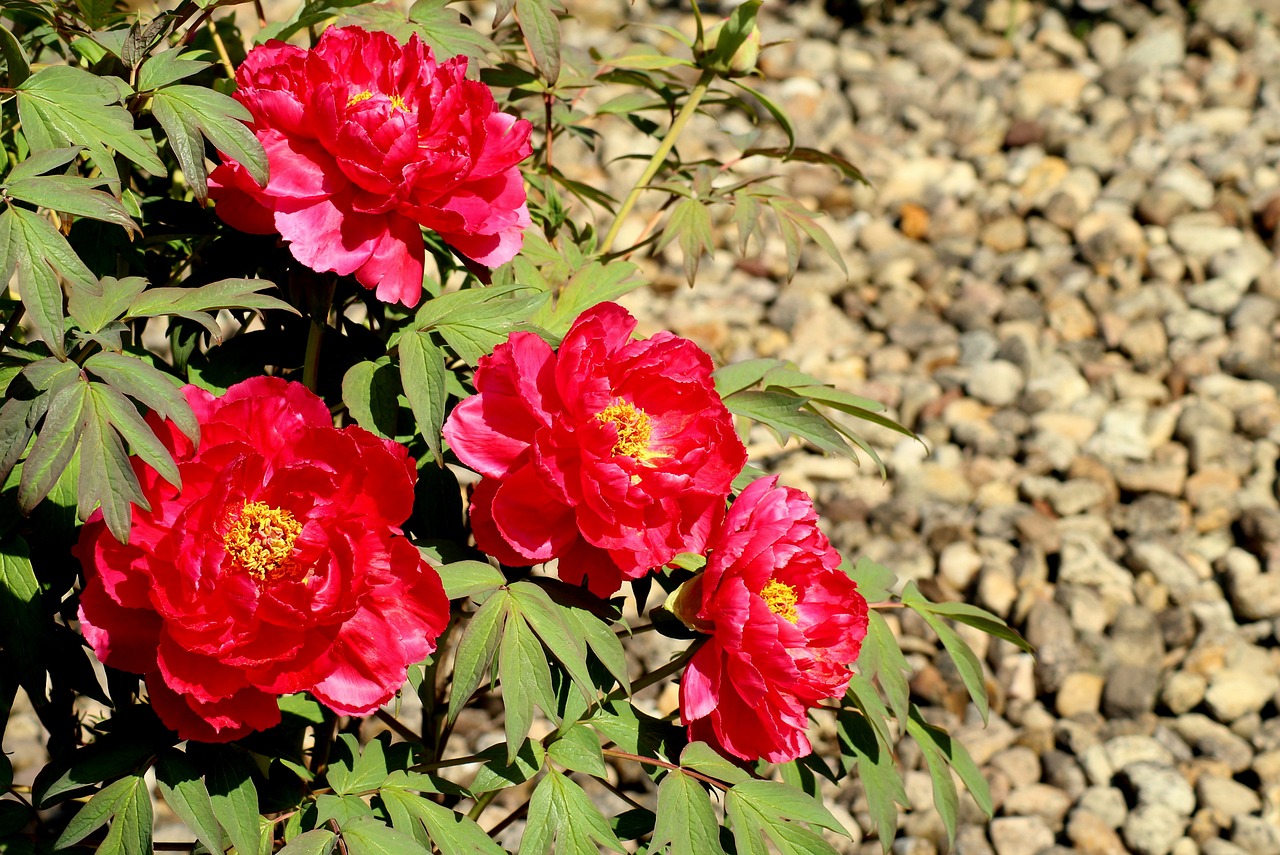 peonies  flowers  red free photo