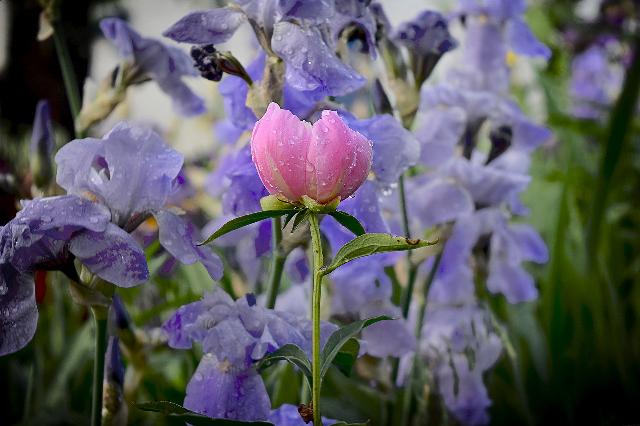 peonies  peony  irises free photo