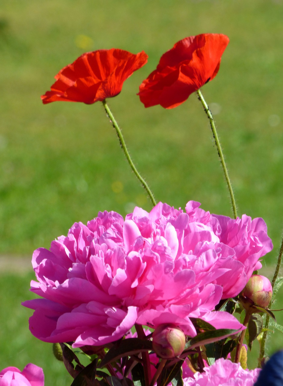 peonies  poppies  flowers free photo