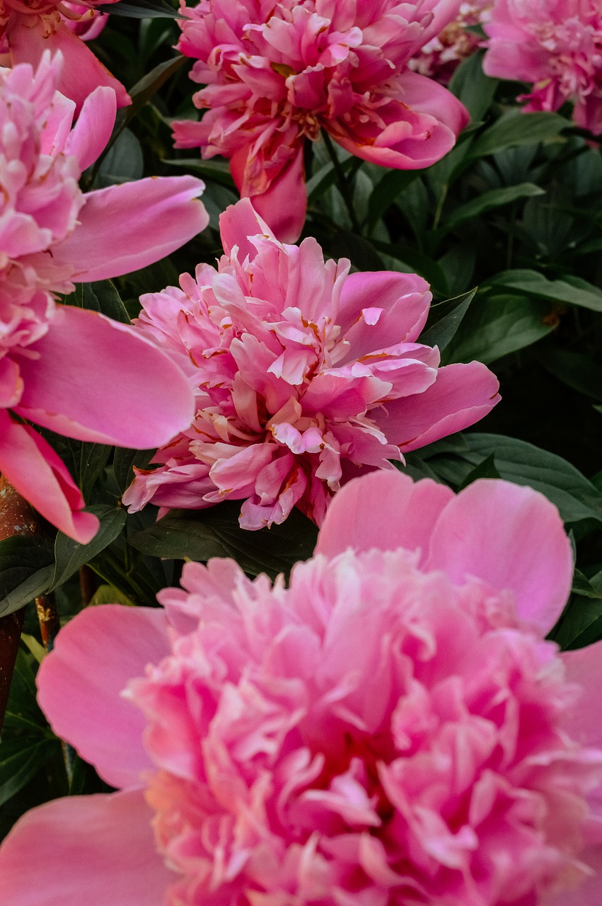 peonies  peony  the buds free photo