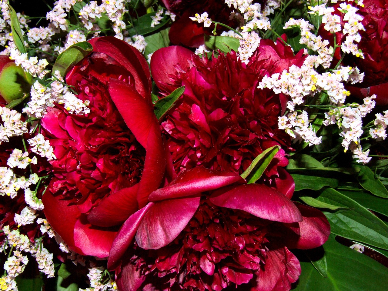 peonies flowers red free photo