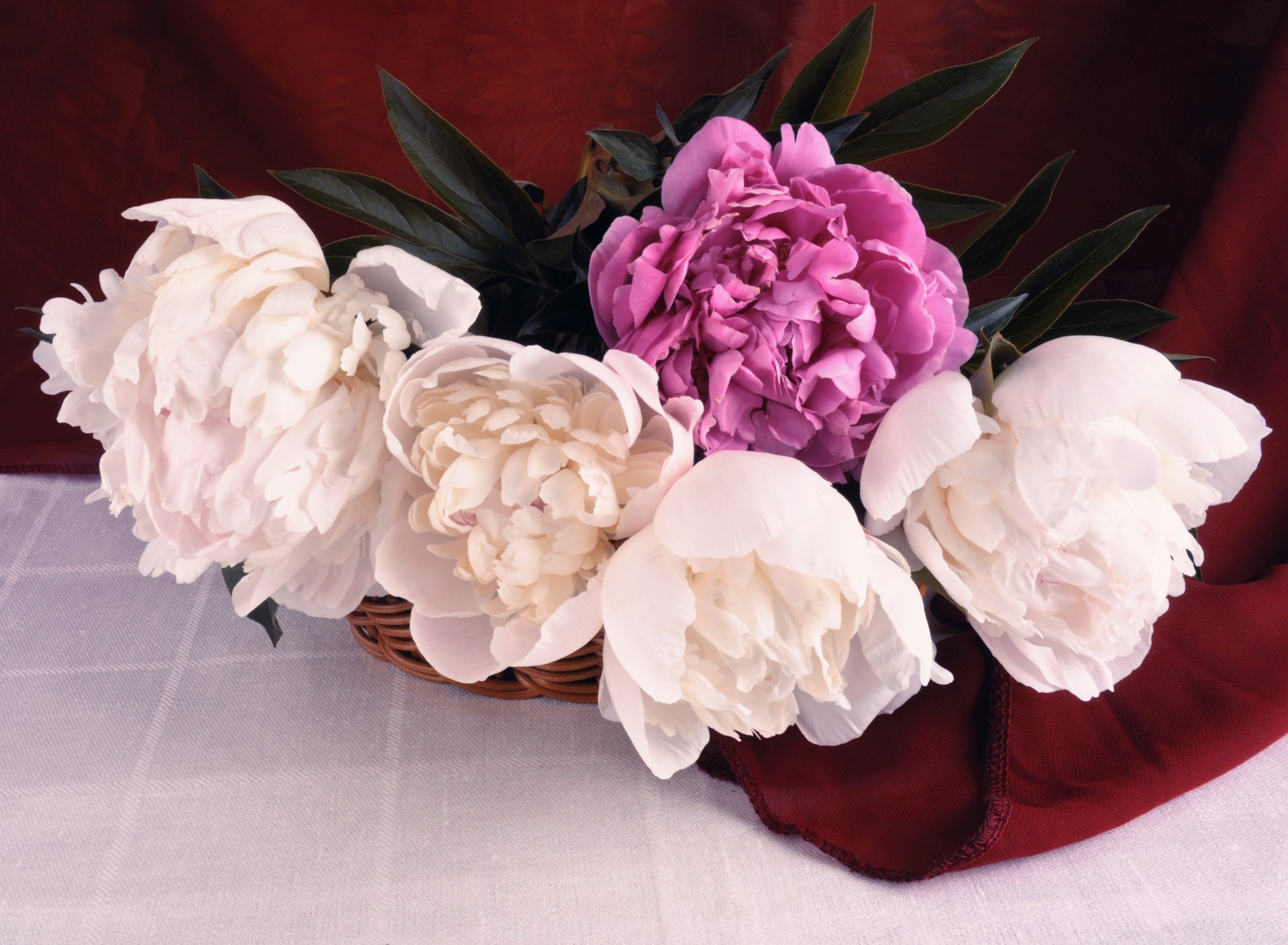 peonies flowers still life free photo